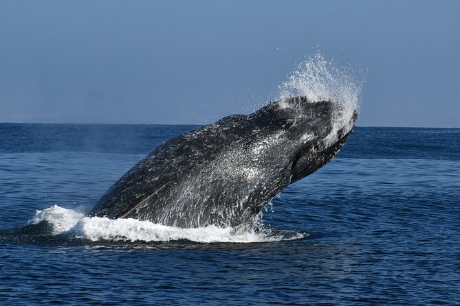 Whale and Dolphin Watching in San Diego - How much wildlife can you expect?