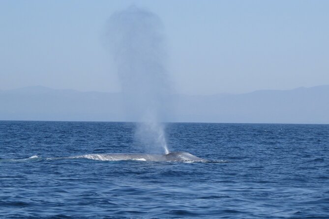 Whale and Dolphin Watching in San Diego - Is $149 a fair price?
