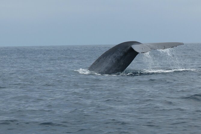 Whale and Dolphin Watching in San Diego - What to bring and how to prepare
