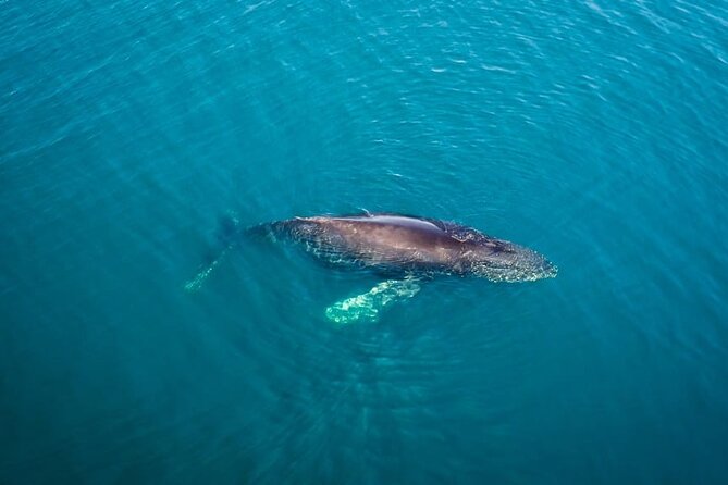 Whale and Dolphin Watching in San Diego Speedboat Tour - A small boat changes the whole San Diego whale-watching experience