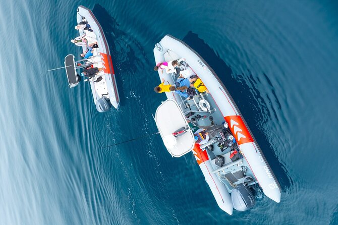 Whale and Dolphin Watching in San Diego Speedboat Tour - Why the six-person limit matters