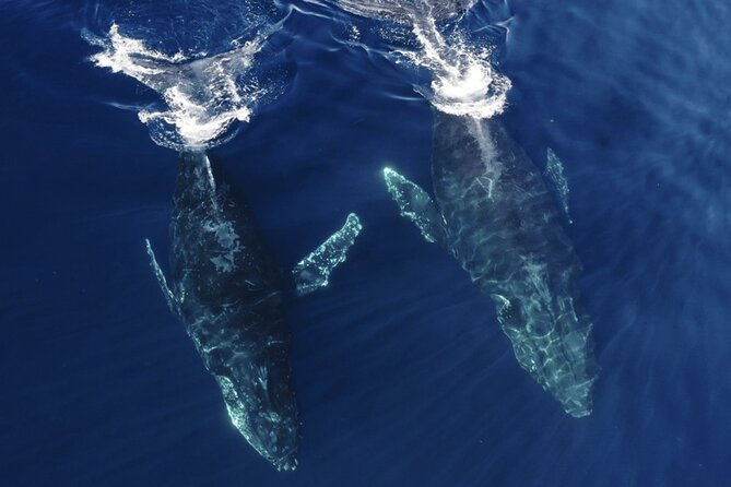 Whale and Dolphin Watching in San Diego Speedboat Tour - The captain, guide, and environmental focus