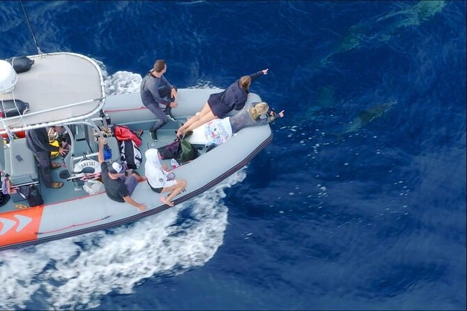 Whale and Dolphin Watching in San Diego Speedboat Tour - What the $199 price includes