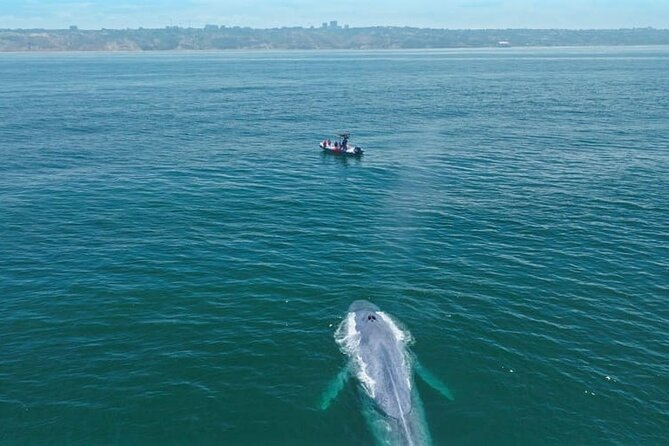 Whale and Dolphin Watching in San Diego Speedboat Tour - Practical planning for a smoother trip