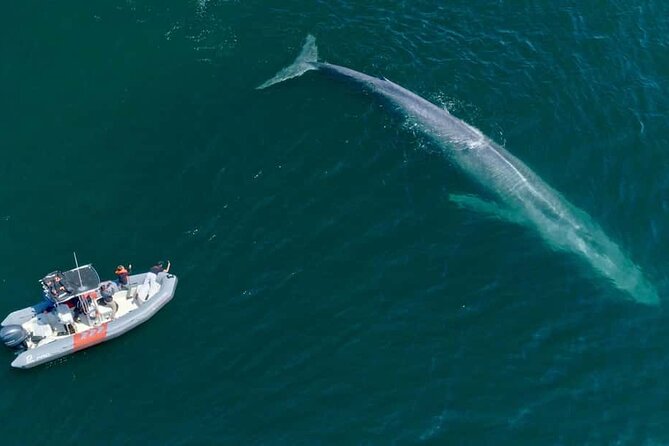 Whale and Dolphin Watching in San Diego Speedboat Tour - Who will enjoy this speedboat tour most?