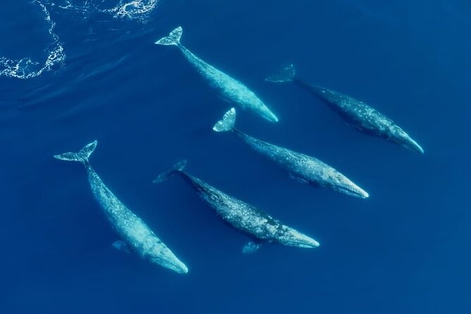 Whale and Dolphin Watching in San Diego Speedboat Tour - From Mission Bay to the open Pacific