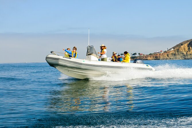 Whale and Dolphin Watching in San Diego - Searching for dolphins, whales, and sea lions