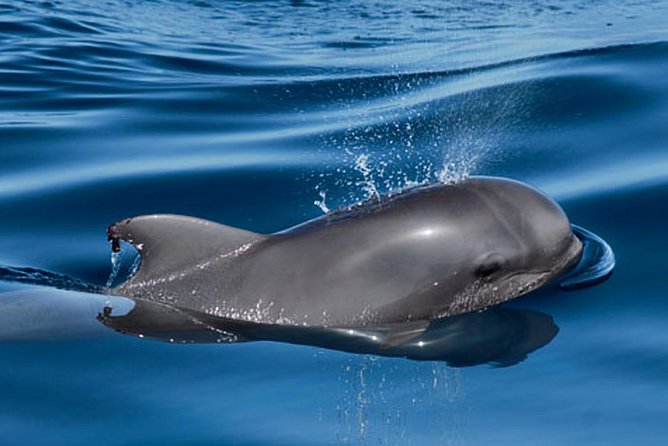 Whale and Dolphin Watching Sailing Boat with Drinks, Snacks and Swimming Time - Is $78.44 a fair price?