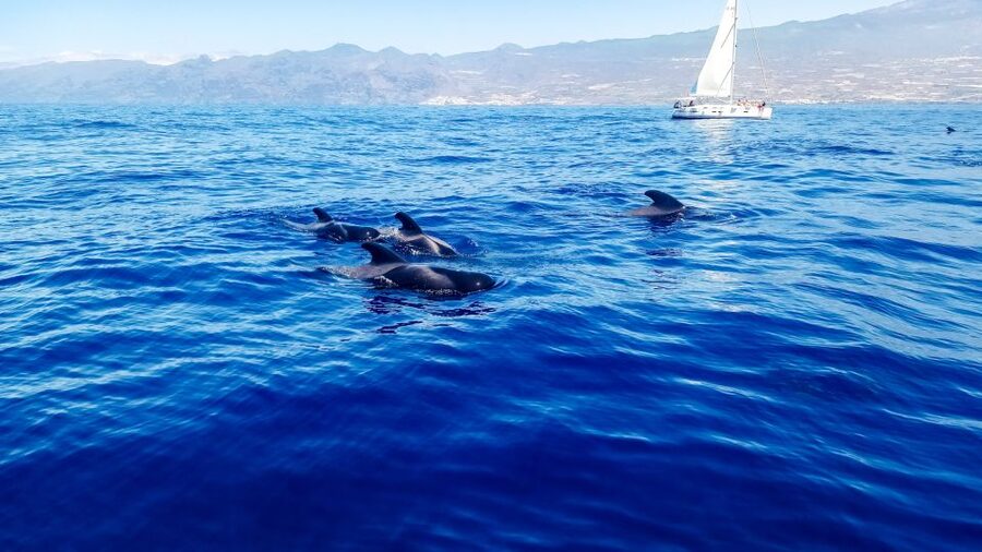 Whale and Dolphin Watching Sailing Tour – Los Gigantes (3H) - Key things to know before sailing