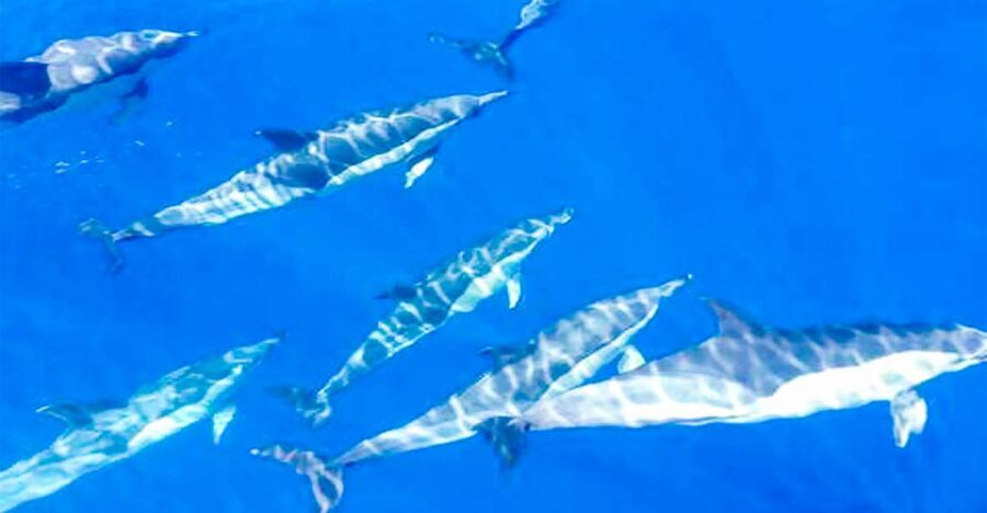 Whale and Dolphin Watching Sailing Tour – Los Gigantes (3H) - Setting out from Los Gigantes
