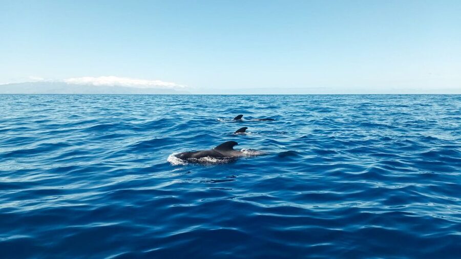 Whale and Dolphin Watching Sailing Tour – Los Gigantes (3H) - Sailing beneath the Cliffs of the Giants