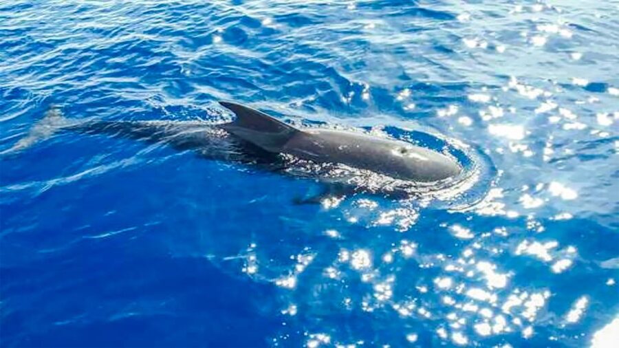 Whale and Dolphin Watching Sailing Tour – Los Gigantes (3H) - A swim and snorkel in a natural cove