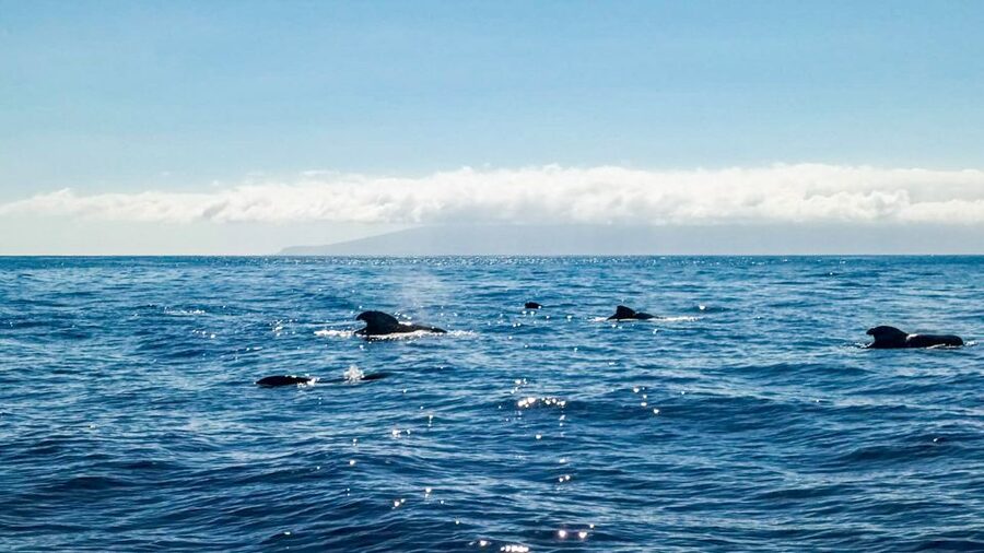 Whale and Dolphin Watching Sailing Tour – Los Gigantes (3H) - Practical details that matter