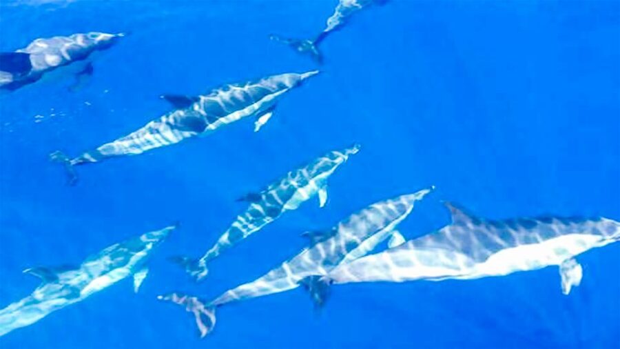 Whale and Dolphin Watching Sailing Tour – Los Gigantes (3H) - Watching whales and dolphins off Tenerife