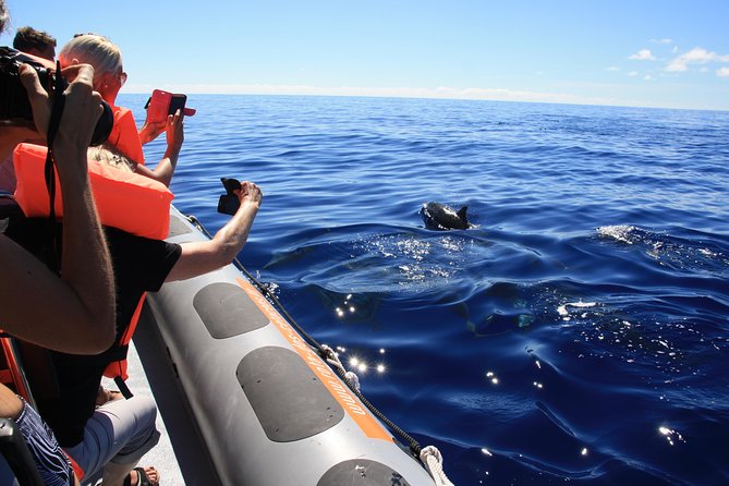 Whale and Dolphin Watching Tour from Funchal - Setting out from Funchal’s Rota dos Cetáceos