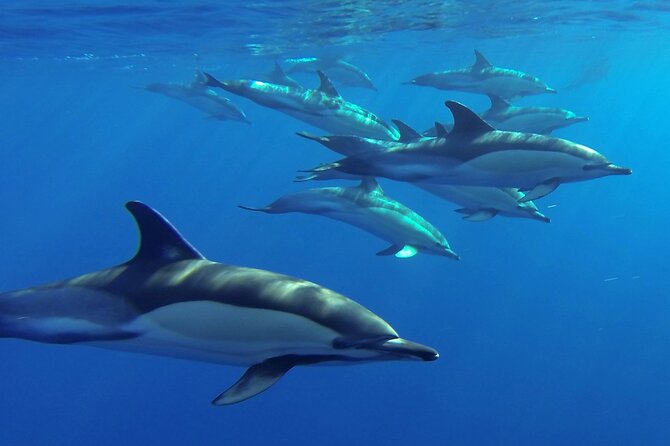 Whale and Dolphin Watching Tour from Funchal - Searching Madeira’s open water with land-based lookouts