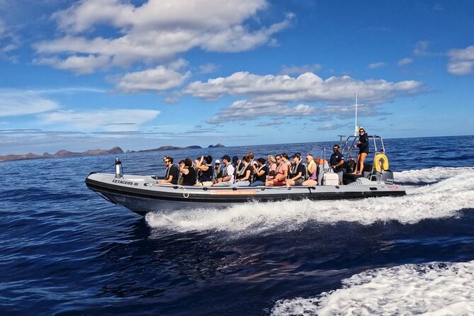 Whale and Dolphin Watching Tour from Funchal - What you might see around Madeira