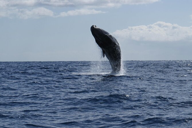 Whale and Dolphin Watching Tour from Funchal - The snorkeling question needs careful reading