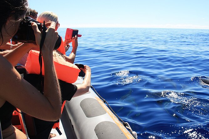 Whale and Dolphin Watching Tour from Funchal - Is $58.07 good value?
