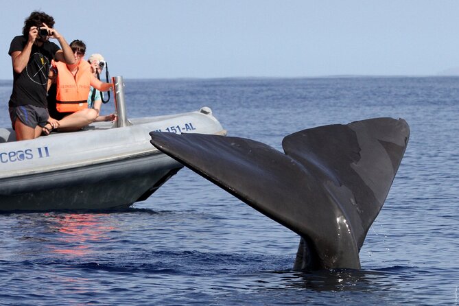 Whale and Dolphin Watching Tour from Funchal - Who will enjoy this trip most?