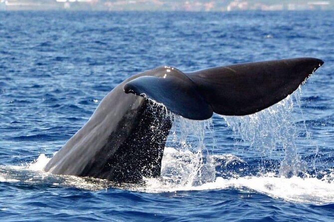Whale and Dolphin Watching Tour from Funchal - A short lesson before the search begins