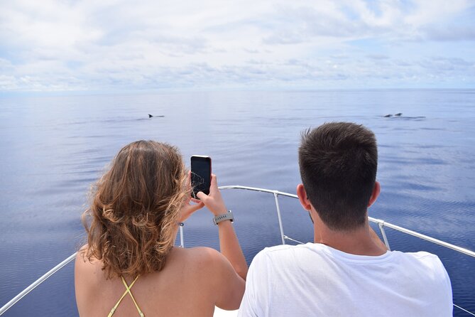 Whale and Dolphin Watching Tour in Madeira - The Yacht Miranda and the Small-Group Question
