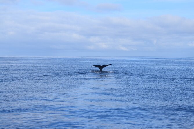 Whale and Dolphin Watching Tour in Madeira - Swimming and Snorkeling Near the Coast