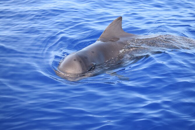 Whale and Dolphin Watching Tour in Madeira - The Return Ride and Madeira From Offshore