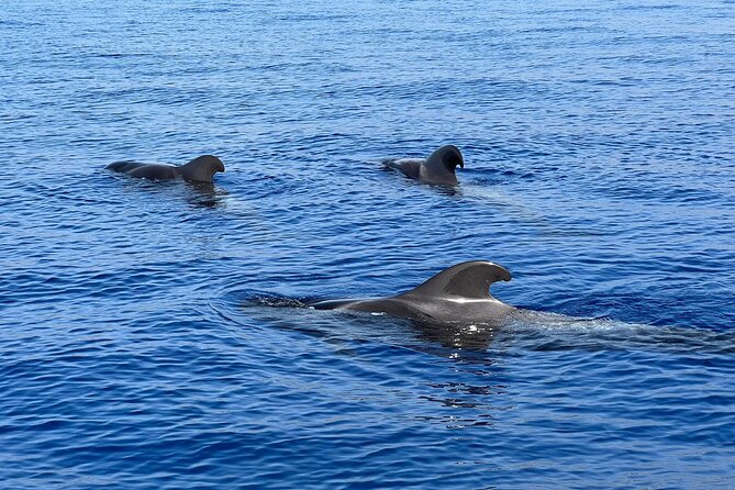 Whale and dolphin watching tour Los Gigantes and Masca in small groups - Masca cove for swimming and snorkeling
