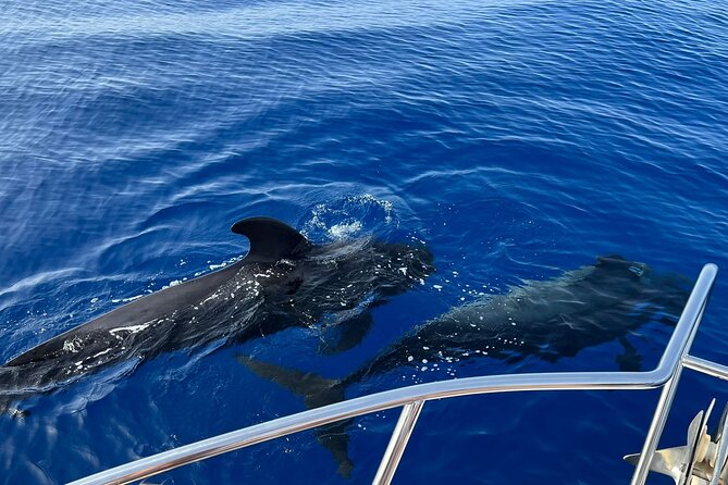 Whale and dolphin watching tour Los Gigantes and Masca in small groups - Whale and dolphin watching off Tenerife