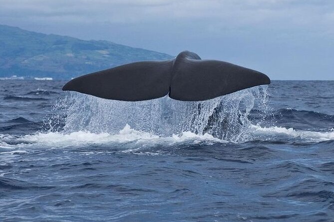 Whale and Dolphin Watching Tour on Pico Island - Key points at a glance