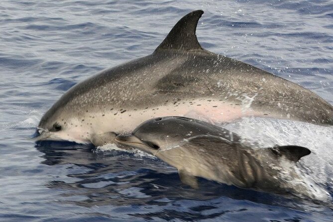 Whale and Dolphin Watching Tour on Pico Island - Wildlife viewing with restraint