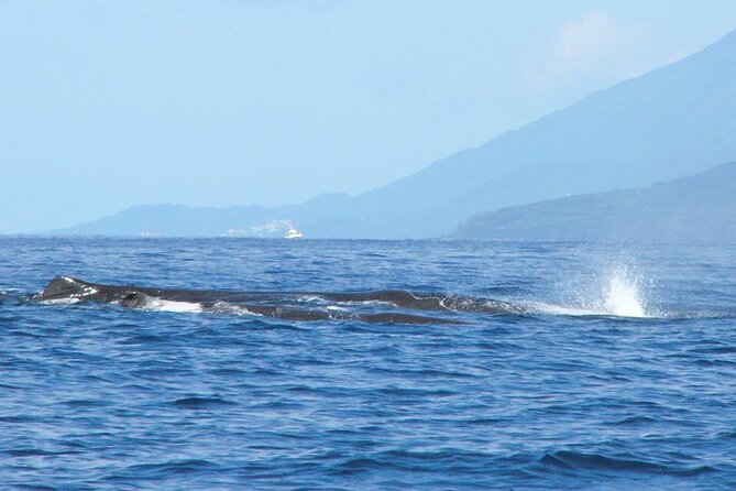Whale and Dolphin Watching Tour on Pico Island - Price, value, and the size of the group