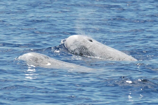 Whale and Dolphin Watching Tour on Pico Island - Planning around Pico weather