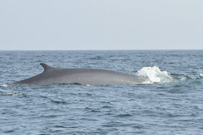 Whale and Dolphin Watching Tour on Pico Island - Who will enjoy this outing most