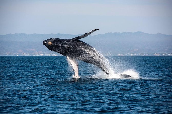 Whale and Dolphin Watching with a Biologist in Puerto Vallarta - Citizen science gives the outing a purpose