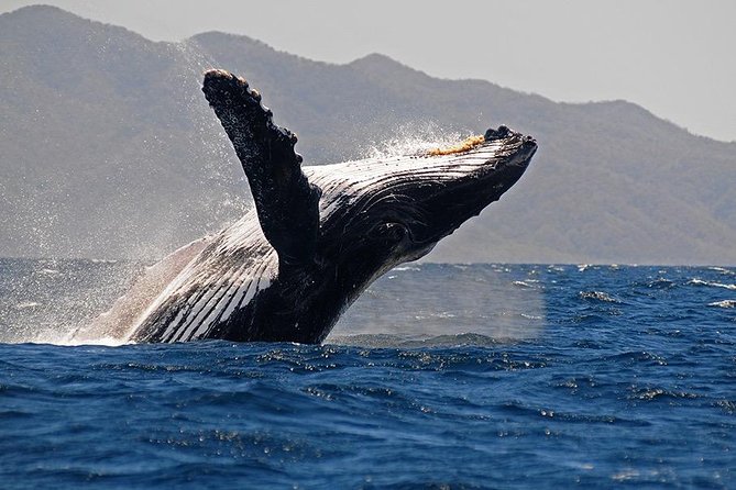 Whale and Dolphin Watching with a Biologist in Puerto Vallarta - Finding winter humpback whales