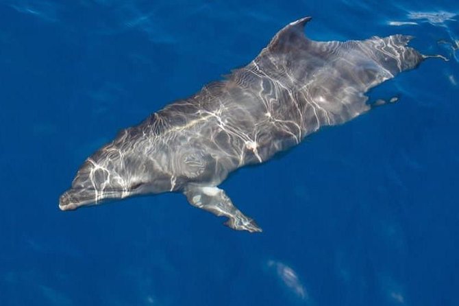 Whale and Dolphin Watching Yacht Trip in Puerto Colon - Leaving Puerto Colón for open water