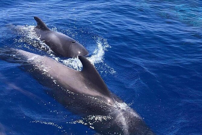 Whale and Dolphin Watching Yacht Trip in Puerto Colon - Drinks, baguettes, and the practical comforts