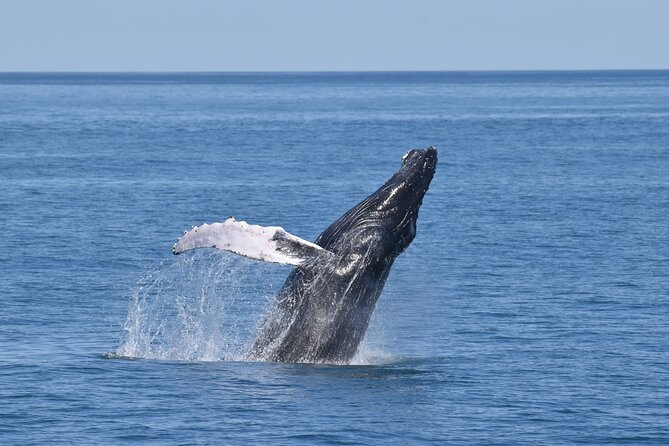 Whale Dolphin and Bird Watching Ecotour Cruise - Key points before you book