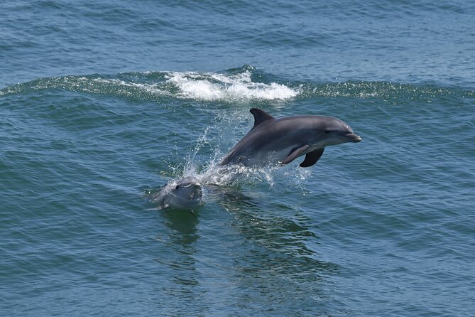Whale Dolphin and Bird Watching Ecotour Cruise - First stop: dolphins along the Cape May shoreline