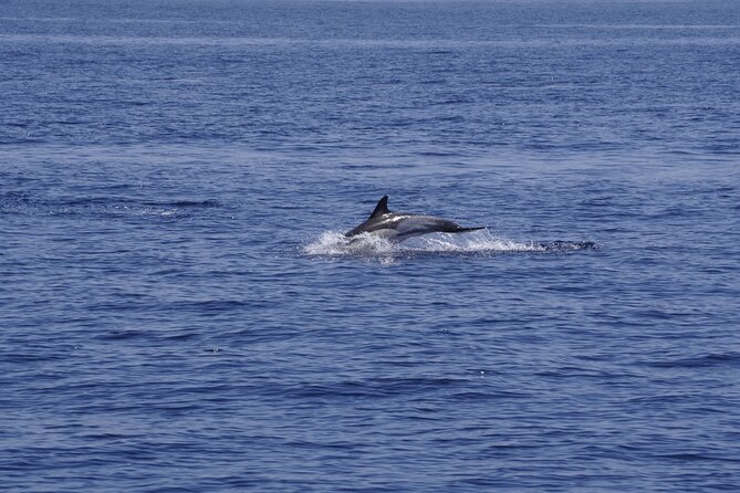Whale & Dolphin Observation on Electric Sailing Boat in Denia - Key points before you book