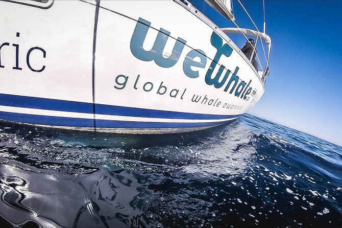 Whale & Dolphin Observation on Electric Sailing Boat in Denia - Cabo de San Antonio and its protected waters