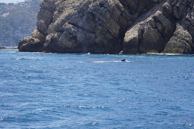 Whale & Dolphin Observation on Electric Sailing Boat in Denia - The marine guide makes the difference