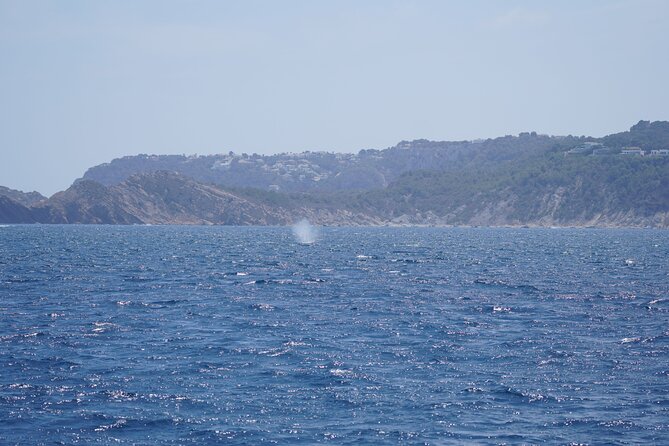 Whale & Dolphin Observation on Electric Sailing Boat in Denia - Is $114.39 a fair price?
