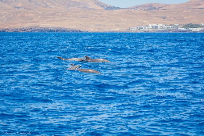 Whale & Dolphin Observation on Silent Catamaran with Hydrophone - Snacks, drinks, and comfort at sea