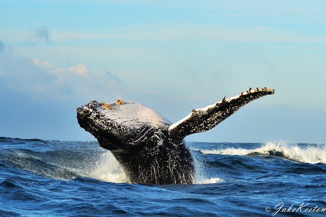 Whale, Dolphin & Penguin Island Cruise - Setting Out From Port Elizabeth Harbour at 8:00 am
