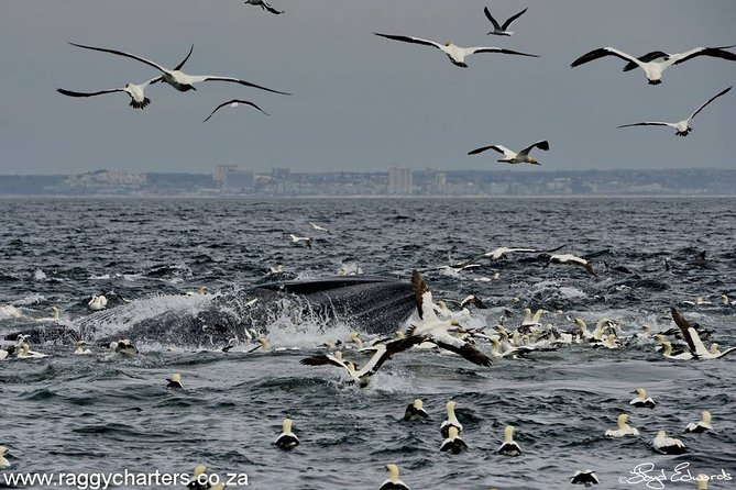 Whale, Dolphin & Penguin Island Cruise - The Whale Calendar Changes the Whole Experience