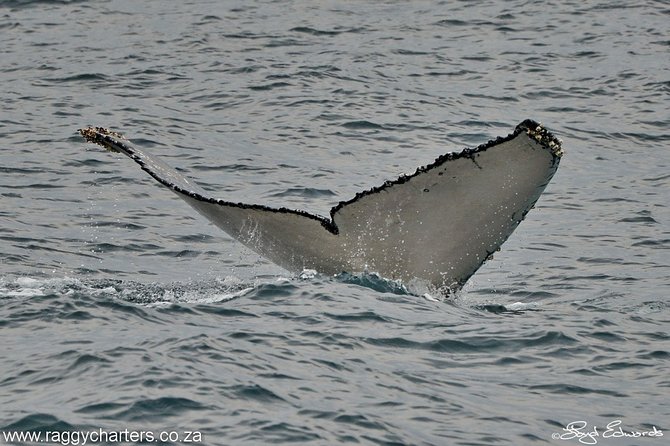 Whale, Dolphin & Penguin Island Cruise - Is $185.19 a Fair Price?