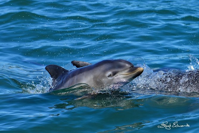 Whale, Dolphin & Penguin Island Cruise - Who Will Enjoy This Boat Trip Most?